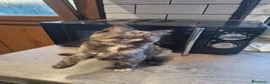 Mixed Breed Kitten 4