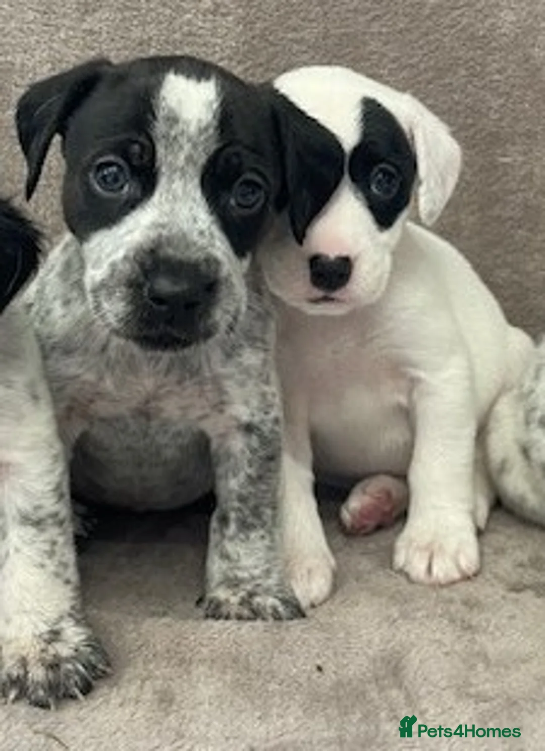 Mixed Breed dogs for sale: Cocker Spaniel X Jack Russell - Advert 1