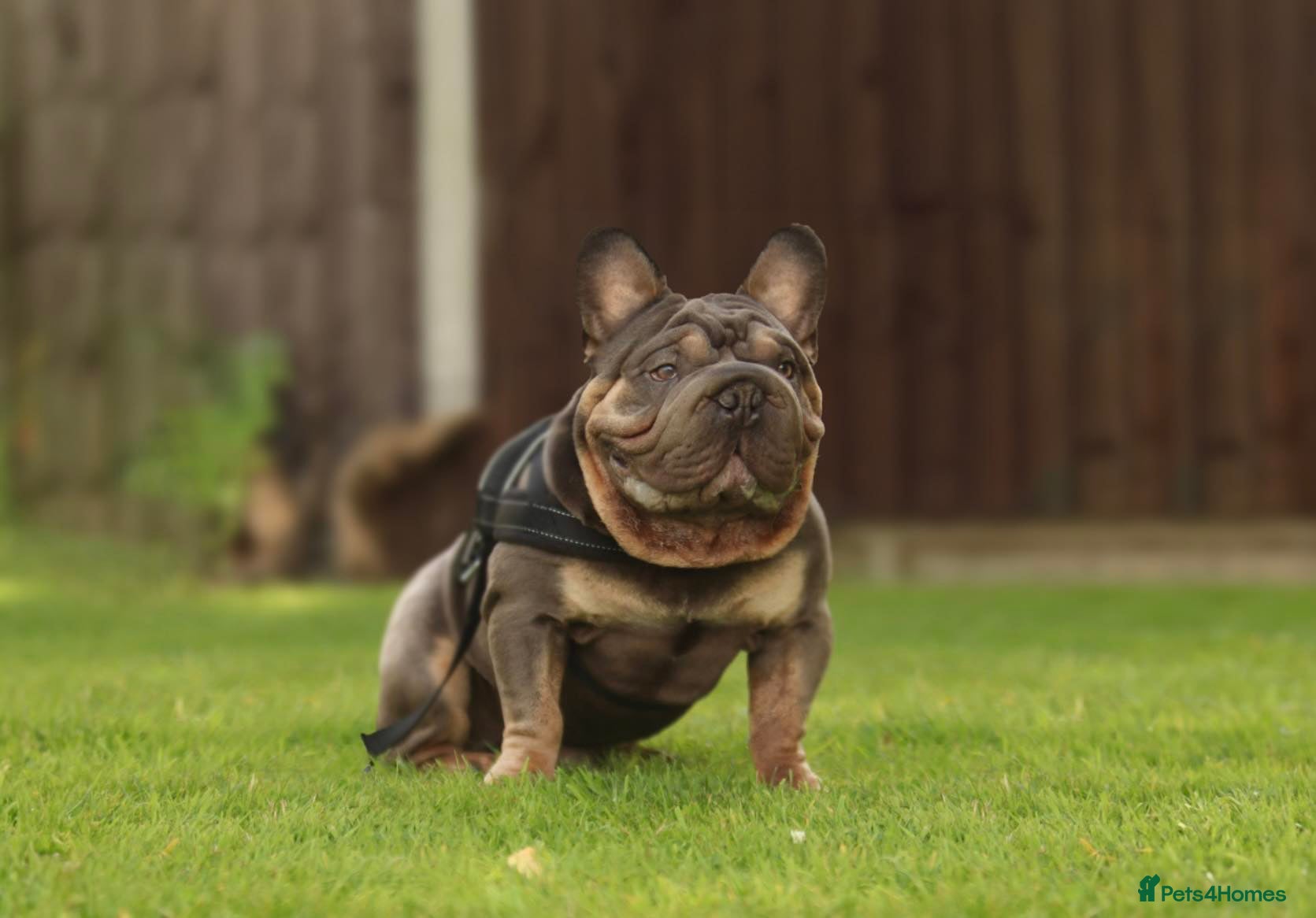 French Bulldog dogs VELVET FRENCH BULLDOG  in Norwich - Advert 3