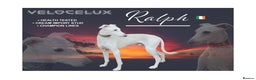 Italian Greyhound dogs for stud: MR RALPH AT STUD ( HEALTH TESTED ) - Advert 1
