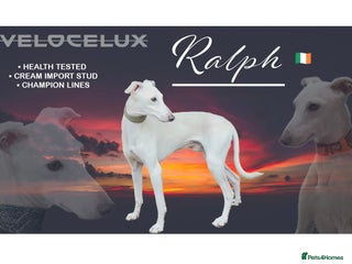 Italian Greyhound dogs MR RALPH AT STUD ( HEALTH TESTED ) - Advert 22