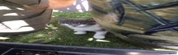 Mixed Breed cats for sale: Kittens for sale  in London - Advert 5