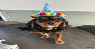 Cavalier King Charles Spaniel dogs in Ellesmere Port - Advert 12