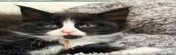 Maine Coon cats for sale: 6 Beautiful pedigree TICA reg Maine Coon kittens - Advert 20