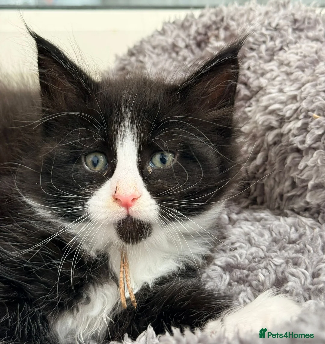 Maine Coon cats for sale: 1 Beautiful pedigree FEMALE Maine Coon kitten - Advert 30