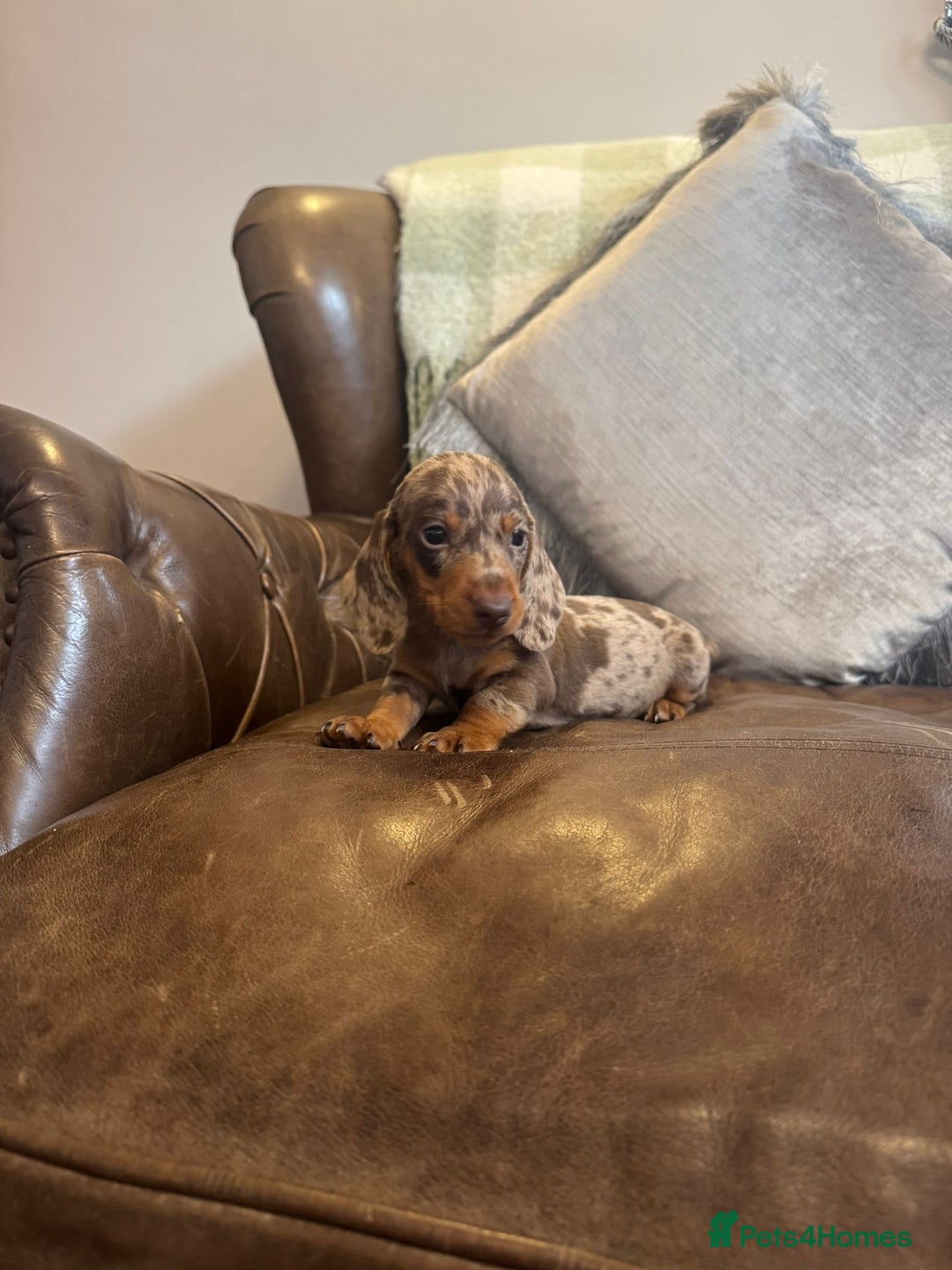Dachshund dogs for sale: Miniature Dachshund  - Advert 6