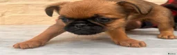 Griffon Bruxellois dogs for sale: Beautiful Brussels Griffon puppies - Advert 18