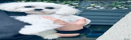 Maltese dogs for sale: Female Korean Maltese age4 SPAYED - Advert 2