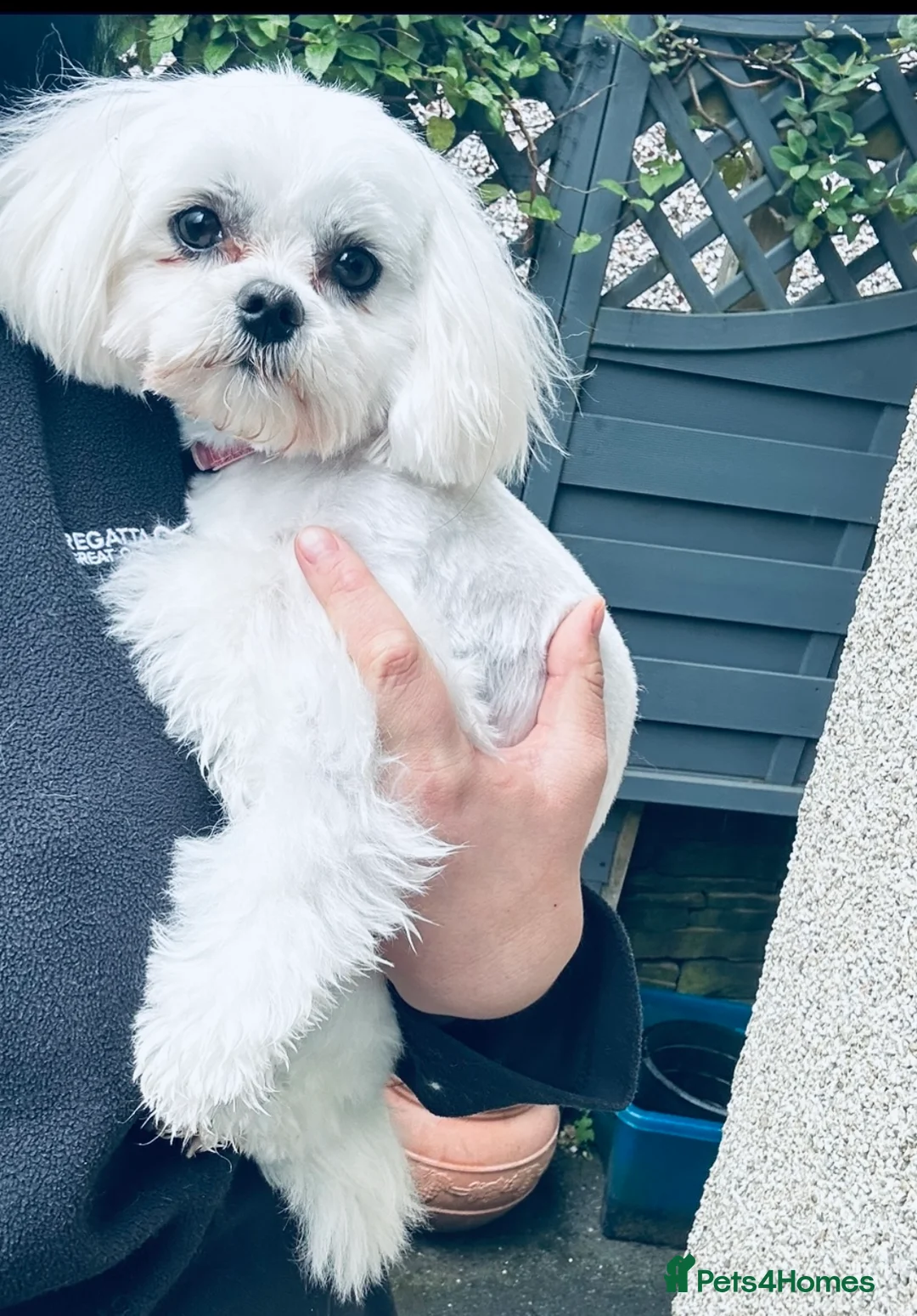 Maltese dogs for sale: Female Korean Maltese age4 SPAYED - Advert 2