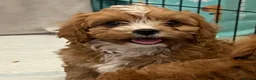 Cavapoo dogs for sale: 🐶🐾Adorable F1 miniature cavapoos🐾🐶 - Advert 3
