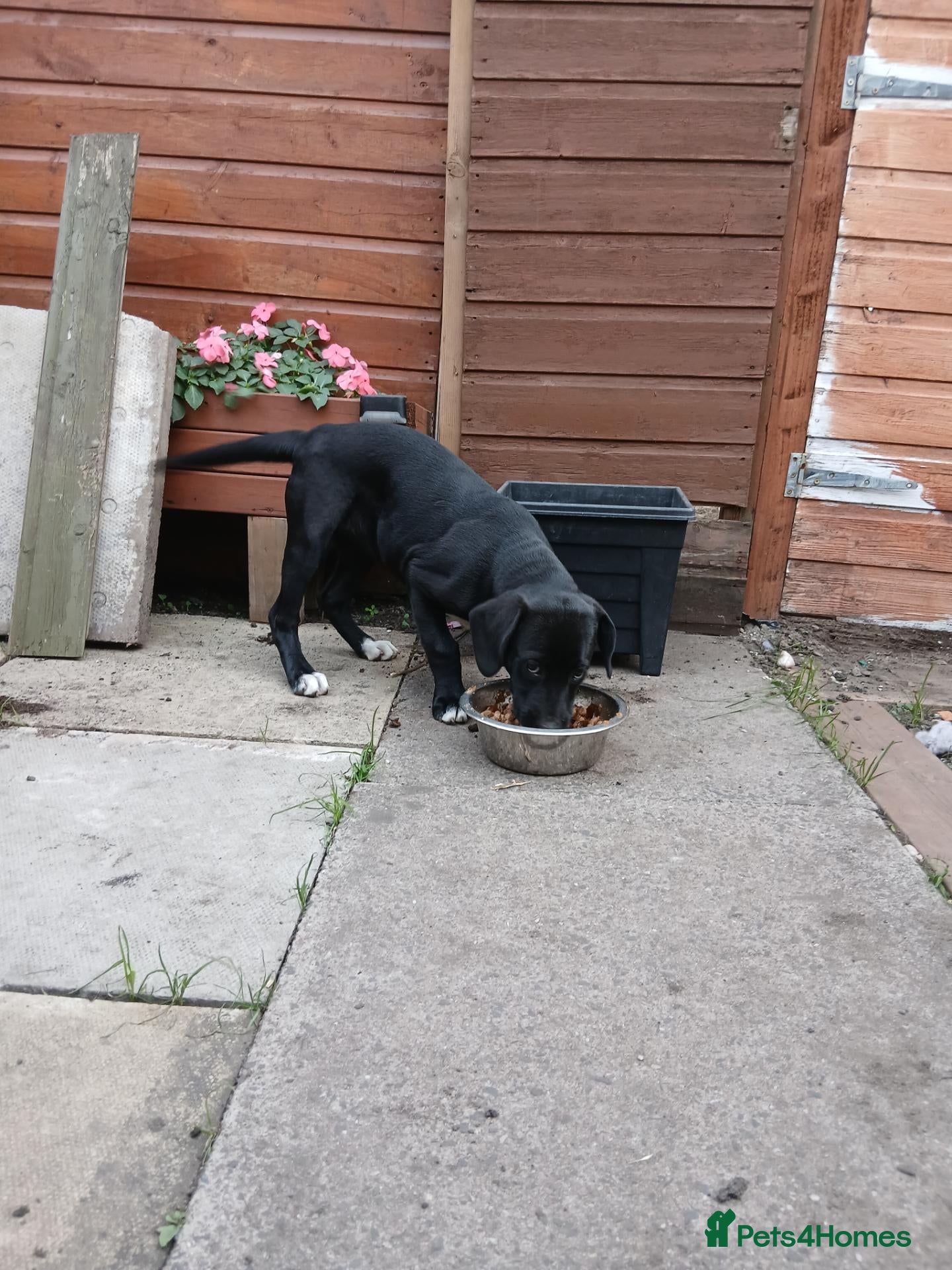 Mixed Breed dogs Narla - Advert 1
