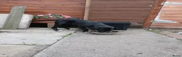 Mixed Breed dogs for sale: Narla - Advert 1