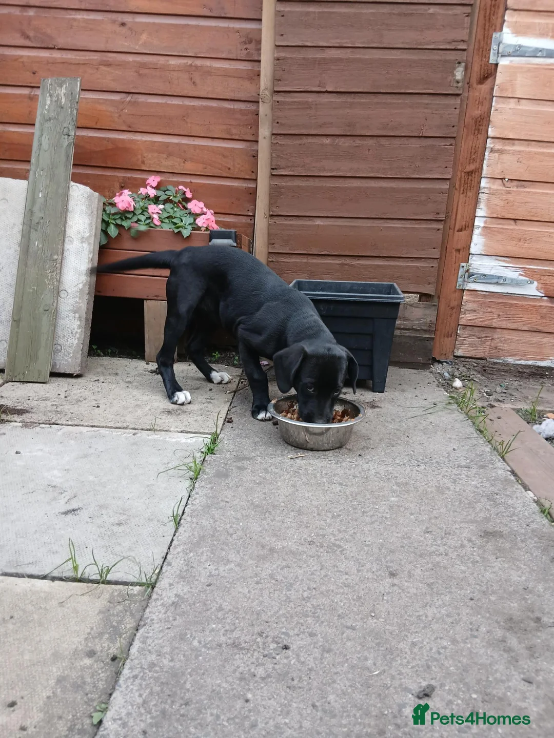 Mixed Breed dogs for sale: Narla - Advert 1