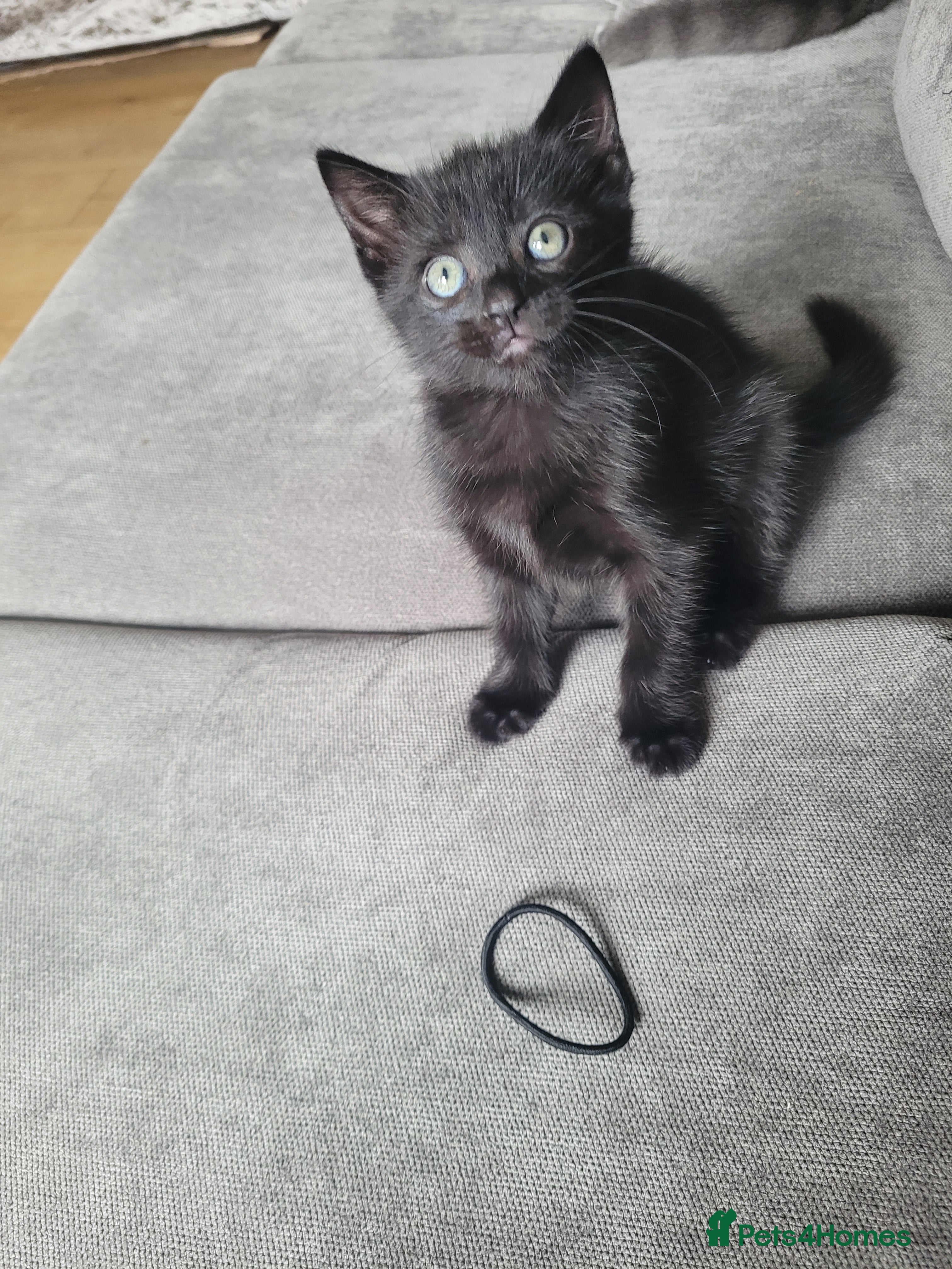 Mixed Breed cats 1 little girl left all black  - Advert 8