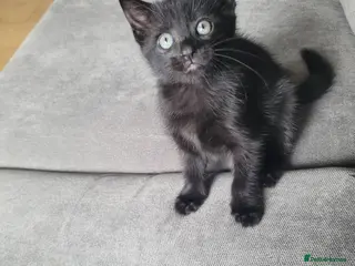 Mixed Breed cats 1 little girl left all black - Advert 5