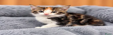 Domestic Shorthair 3