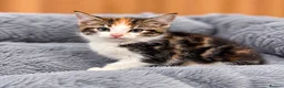 Domestic Shorthair cats for sale: Beautiful kittens  - Advert 4