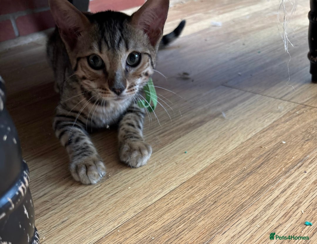 Bengal cats for sale: Gorgeous brown spot bengal kittens Sofa ready  - Image 4