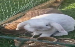Mini Lop rabbits for sale: Lop ear rabbit - Image 1