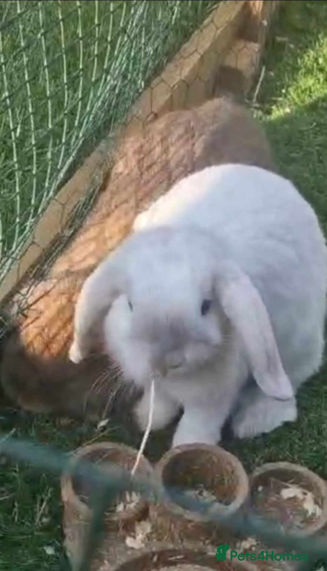 Mini Lop rabbits for sale: Lop ear rabbit - Image 1