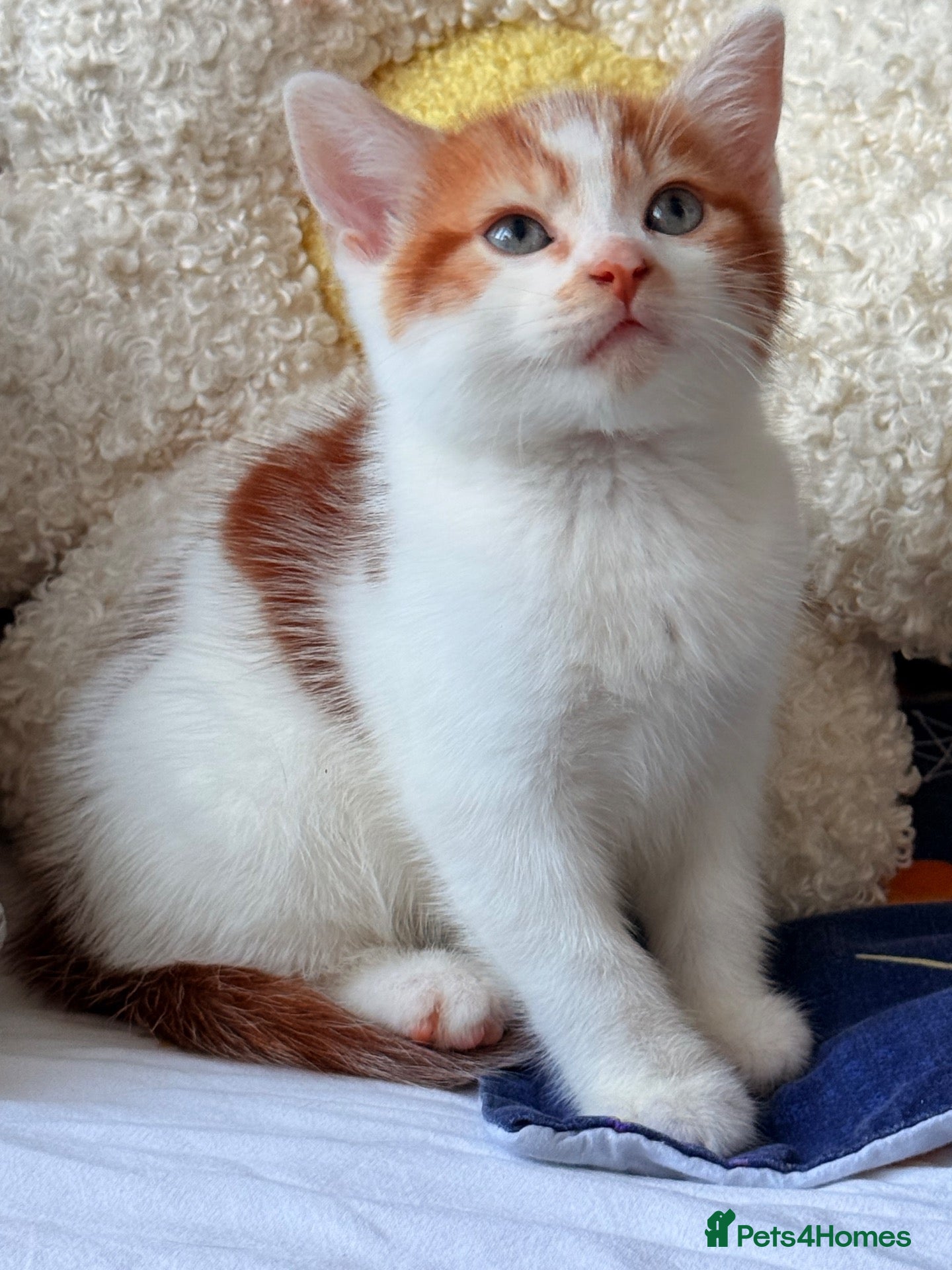 Mixed Breed cats 5 Lovely Kittens looking for their new loving home - Advert 1