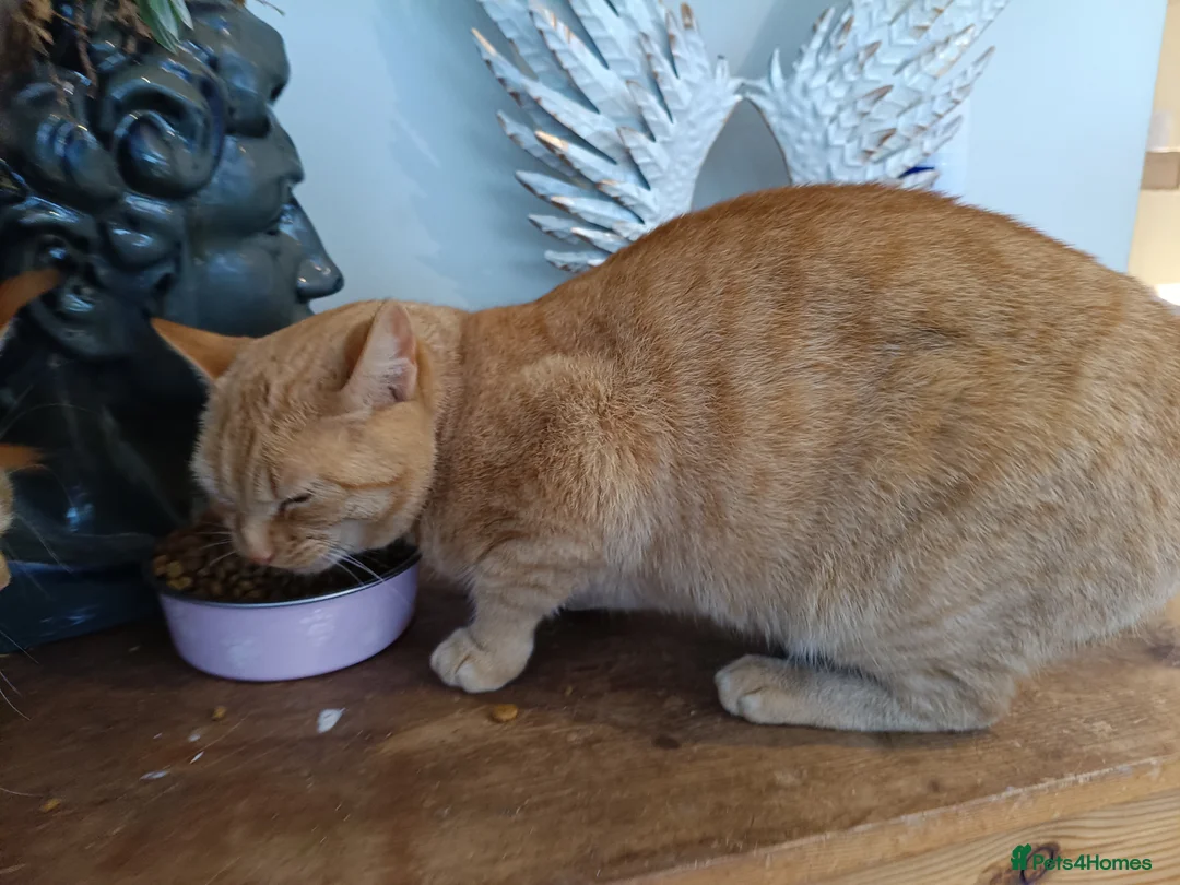 Mixed Breed cats for sale: 5* star home wanted!! - Advert 3