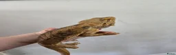 Bearded Dragon reptiles for sale: Bearded dragon  - Advert 4