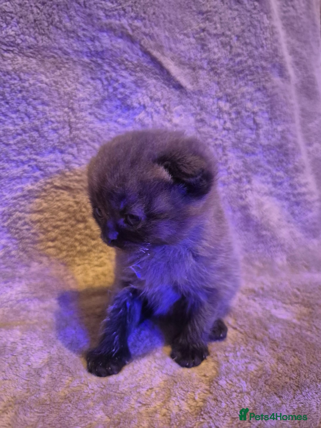 Scottish Fold cats for sale: Tica registered, parents pkd clear - Advert 7