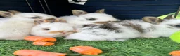 Mixed Breed rabbits for sale: English Spot X Dutch in Barking - Advert 5