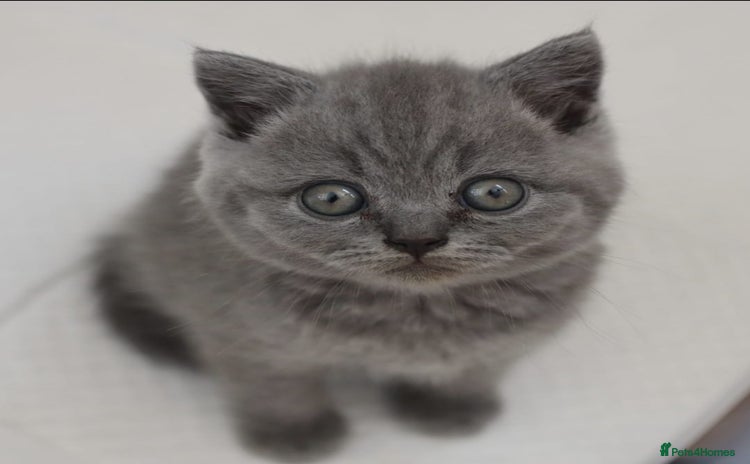 Scottish Fold cats - Advert 3