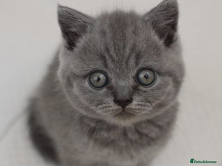Scottish Fold cats - Advert 2
