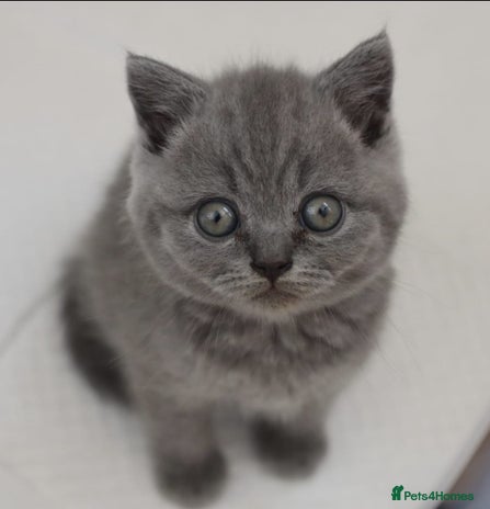 Scottish Fold cats - Advert 3