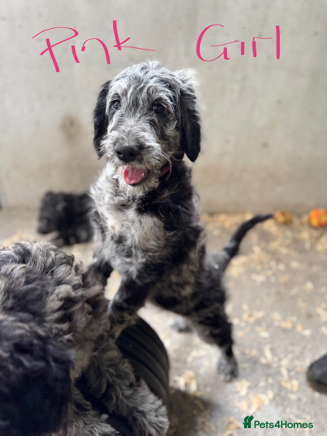 Goldendoodle dogs for sale:  F1b golden doodle puppies ready to go.  in Llandeilo - Image 6
