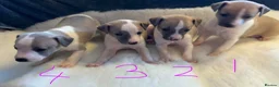 Whippet dogs for sale: Stunning whippet Bitch puppy  - Advert 9