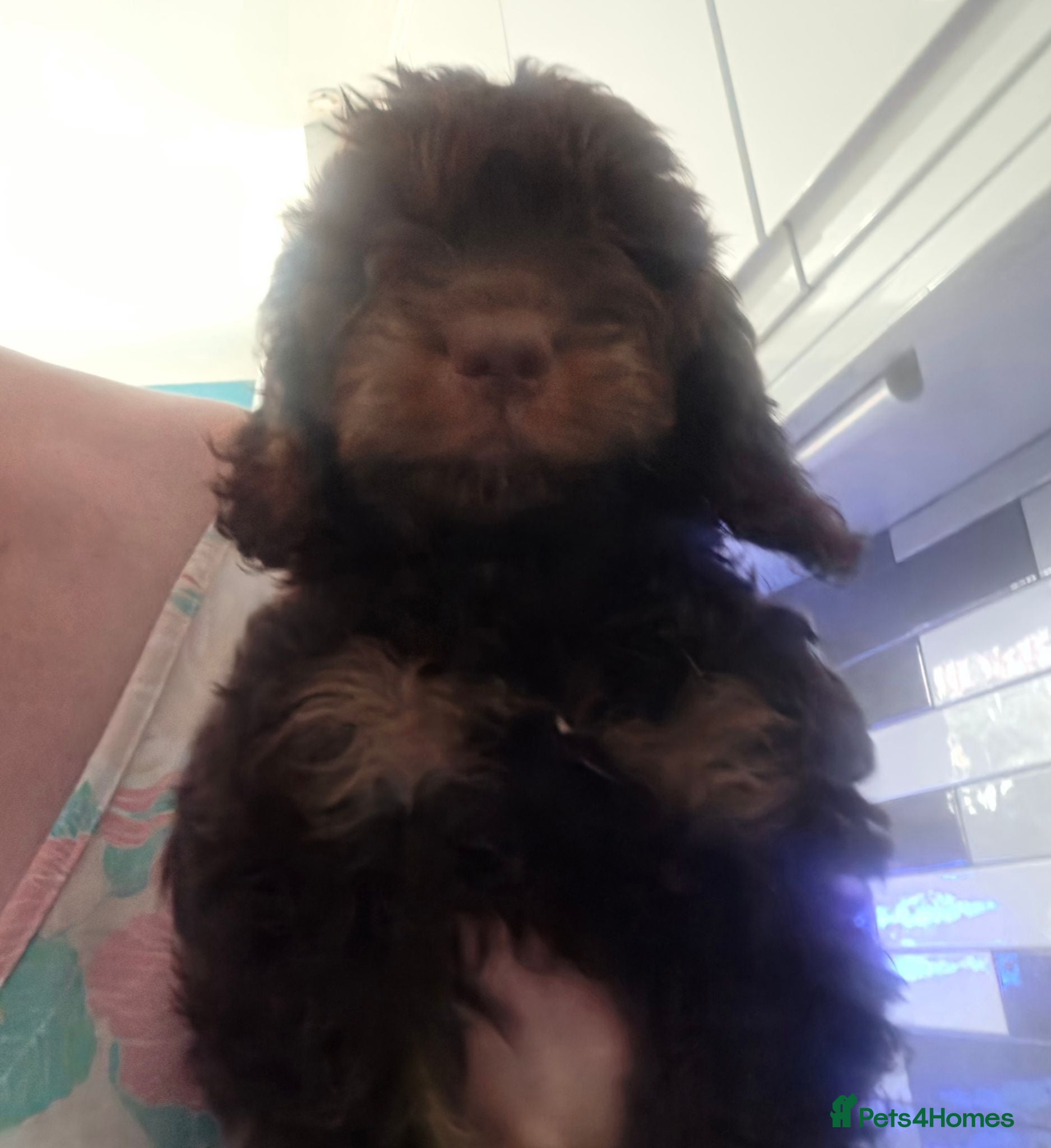 Cockapoo dogs Stunning F1 Cockapoo female  - Advert 2