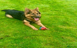German Shepherd dogs for sale: Freddie  - Image 2