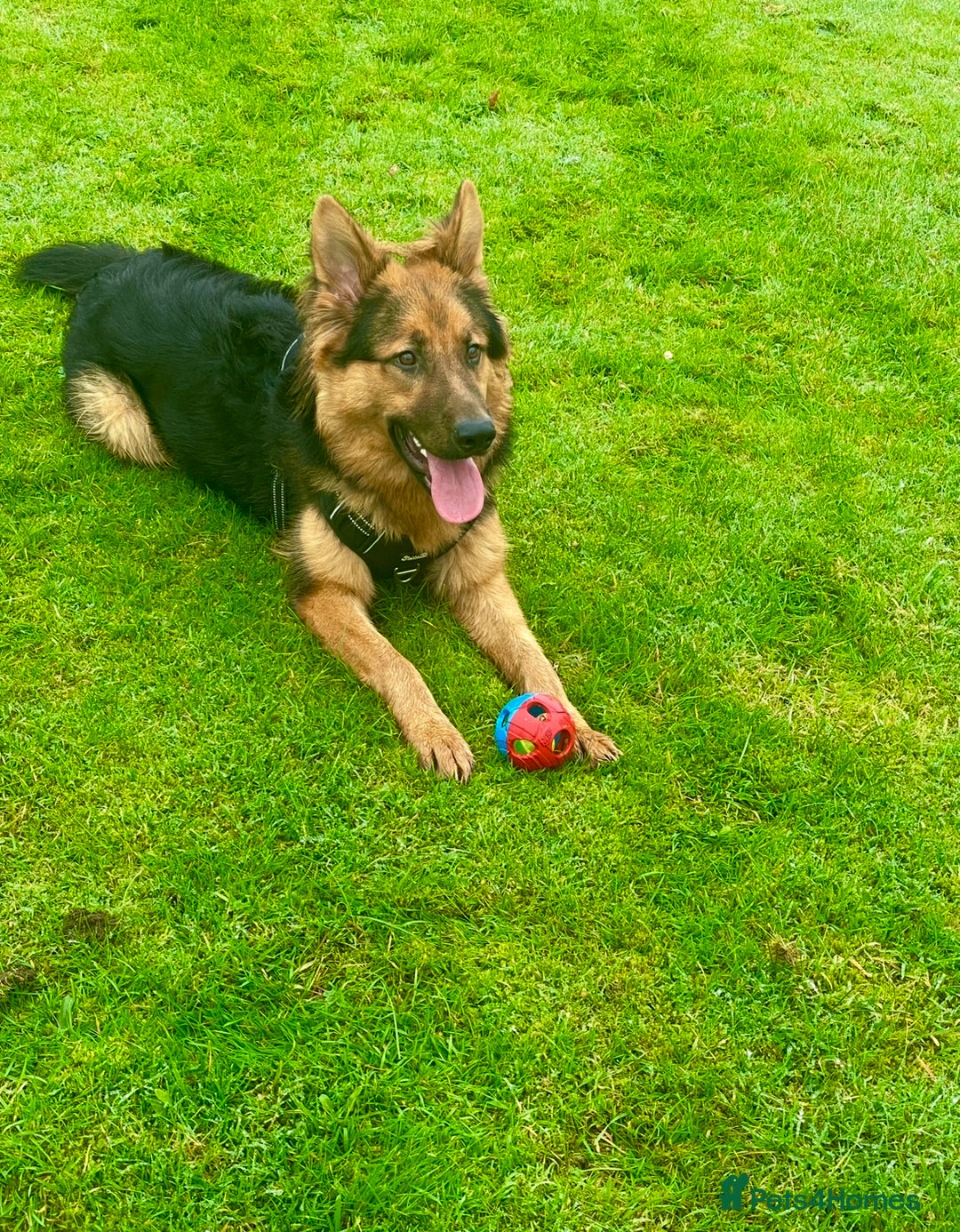 German Shepherd dogs for sale: Freddie  - Image 2