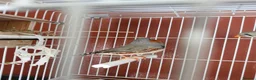 Finches birds for sale: Proven breeding pair of exibition finches - Advert 2