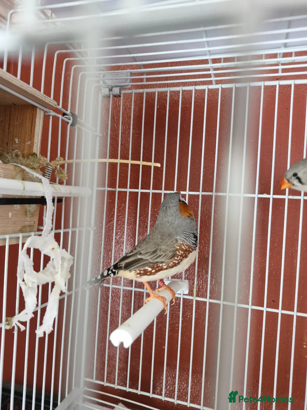 Finches birds for sale: Proven breeding pair of exibition finches - Advert 2