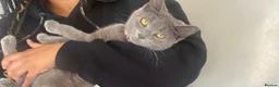 Mixed Breed cats for sale: Adorable kittens  in London - Advert 7