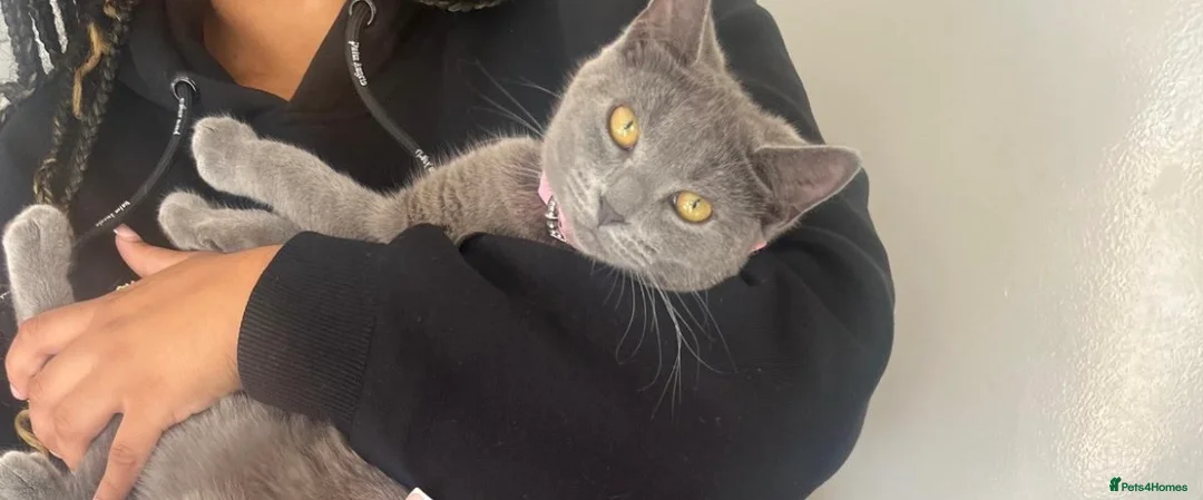 Mixed Breed cats for sale: Adorable kittens  in London - Advert 7