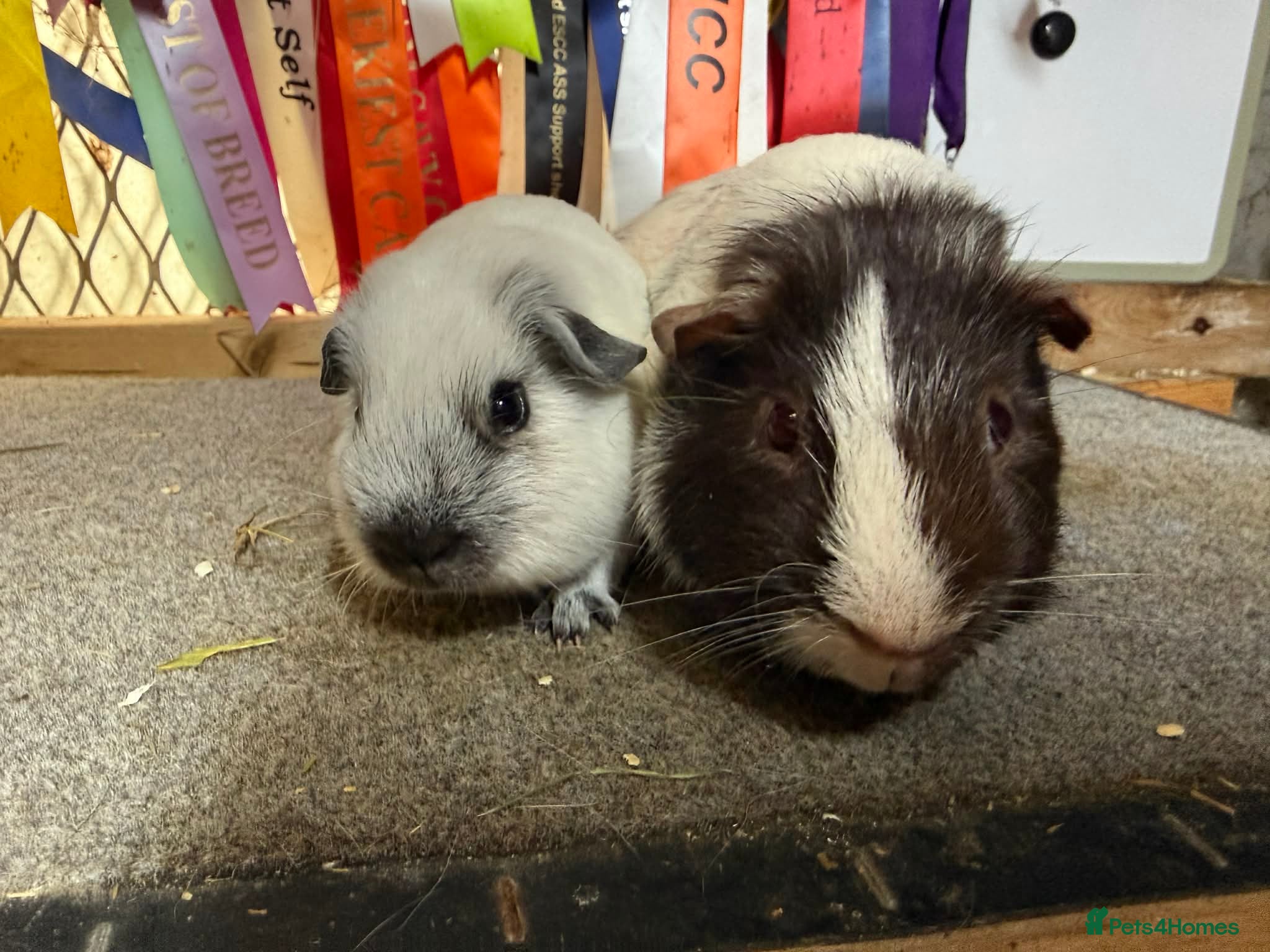 Guinea Pig rodents Pair of bonded boys - Advert 18