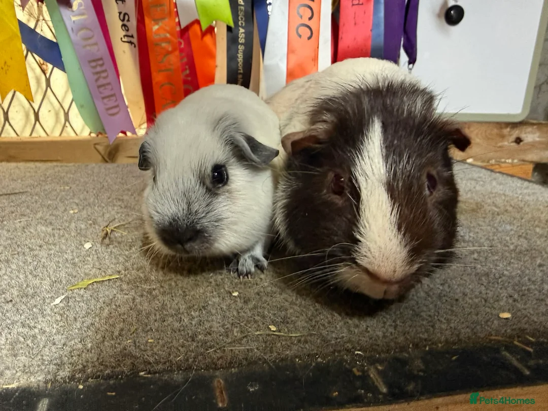Guinea Pig rodents for sale: Pair of bonded boys - Advert 1