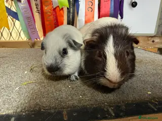 Guinea Pig rodents Pair of bonded boys - Advert 4