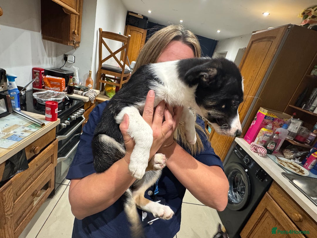 Border Collie dogs for sale: For sale 3 GILR border collie  - Advert 14