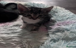 Mixed Breed cats for sale: 5 kittens for sale 2 male 3 female  - Image 1