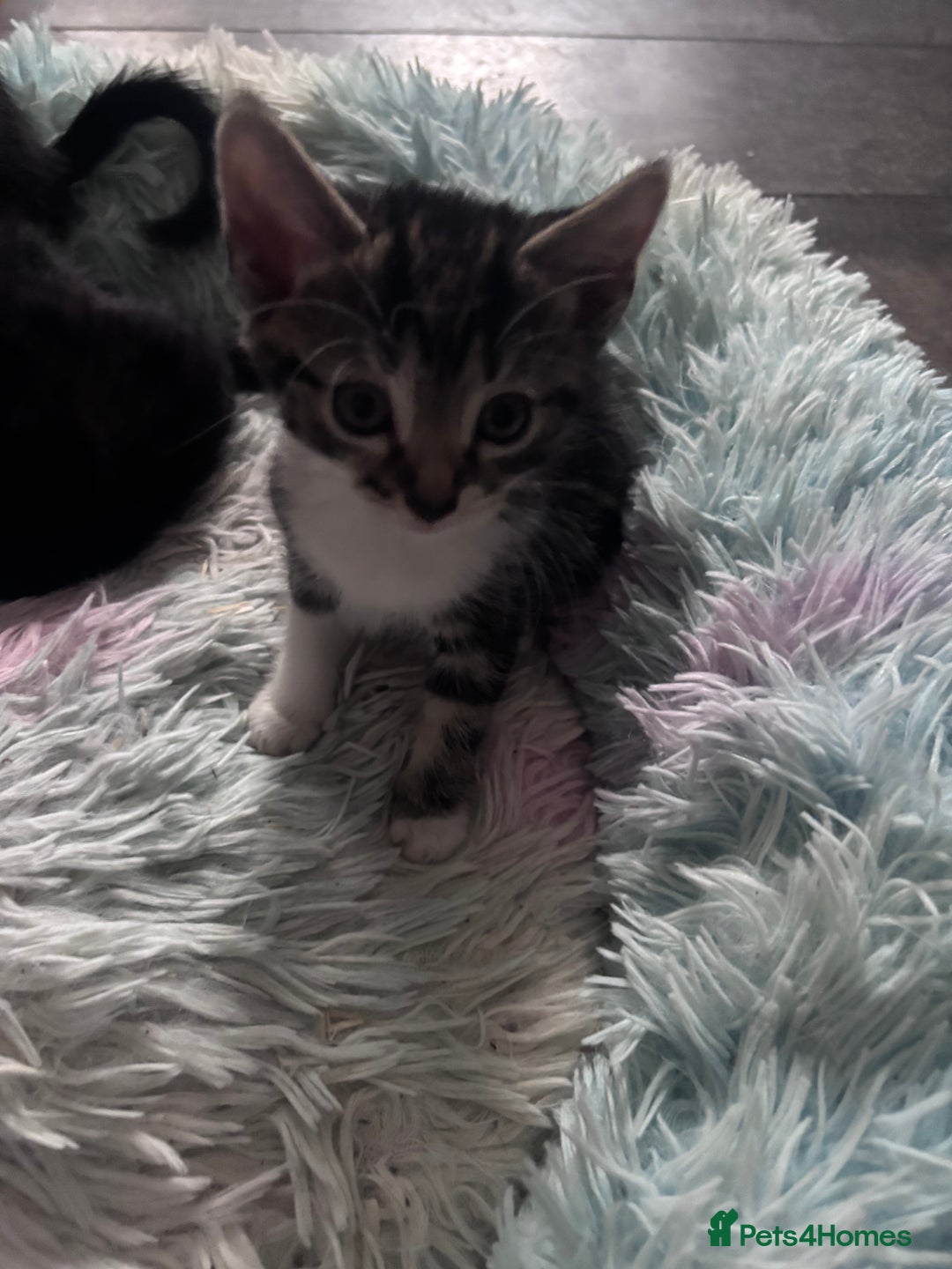 Mixed Breed cats for sale: 5 kittens for sale 2 male 3 female  - Image 1