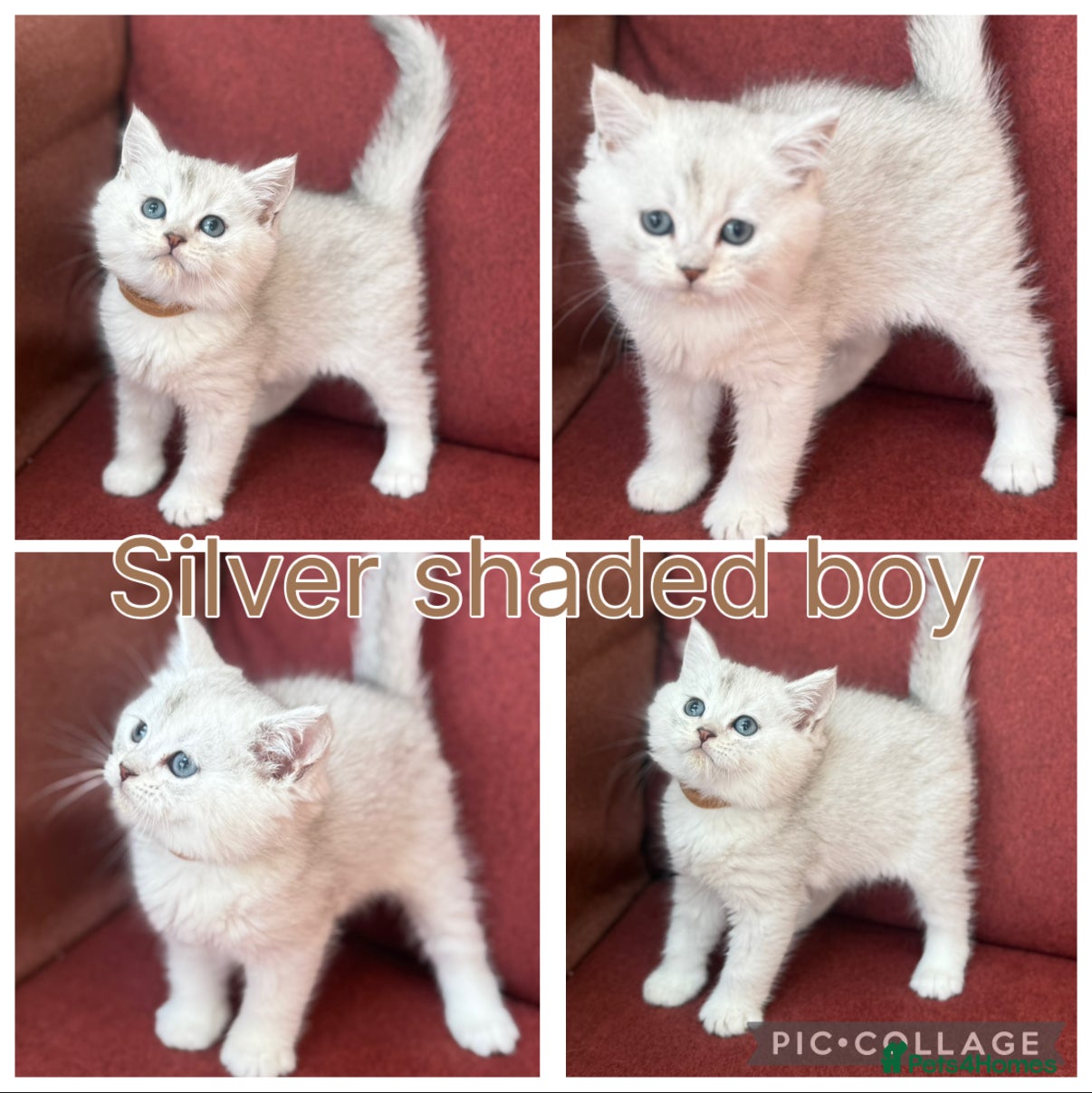 British Shorthair cats for sale: GCCF Silver shaded and gold British shorthair  - Advert 6