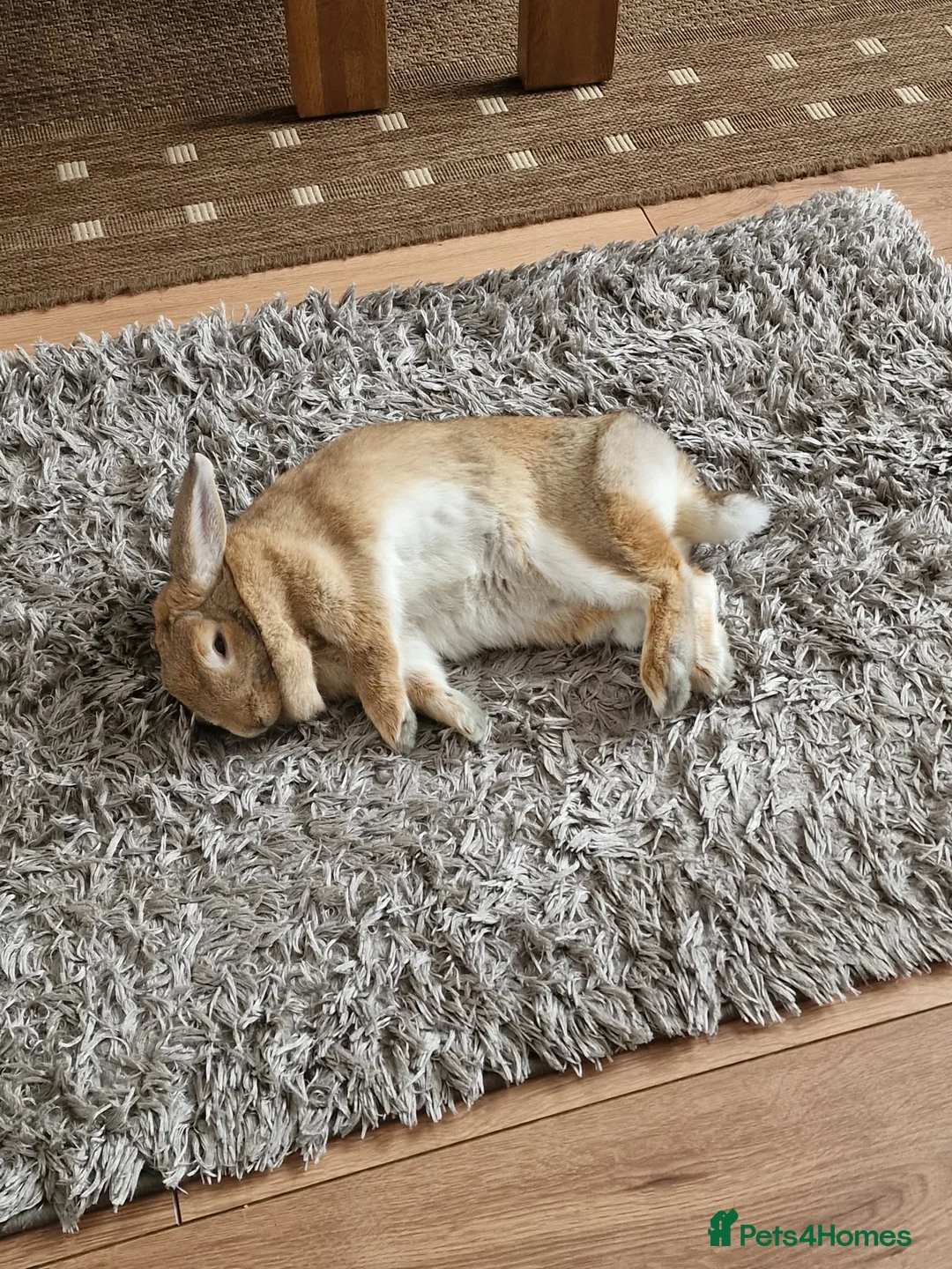 Mixed Breed rabbits for sale: Female indoor rabbit  - Advert 5