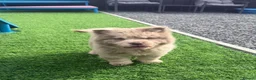 Chow Chow dogs for sale: Exotic colour male chow chow puppies for sale  - Advert 17